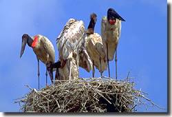 Vogelwelt